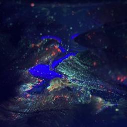 Microplastic experiment with fluorescent particles (Photo via Project Plastic)